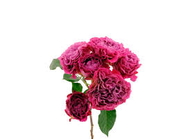 Pink Roses